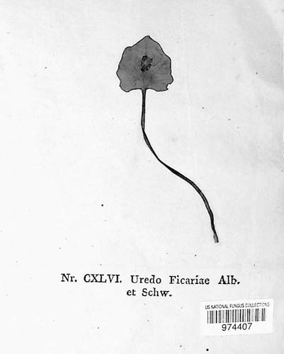 Uromyces ficariae image